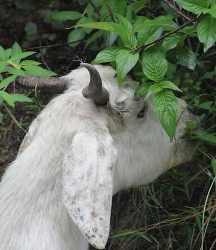 Goat Eating