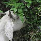 Goat Eating