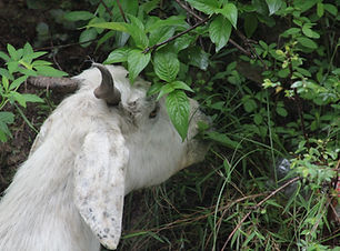 Manger de chèvre