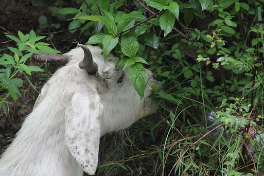 an animal eating herbs