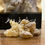 Thumbnail: Business Package Deal Different Frankincense Products