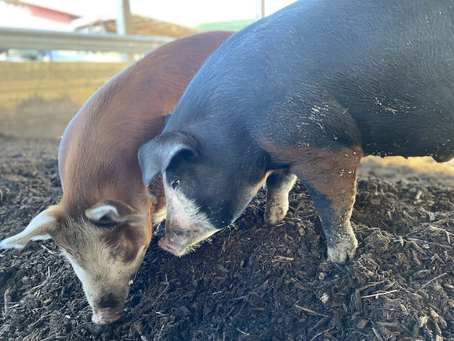 Pork coming soon! 