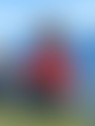 Projeto MuRiQui de ReFlorestamento!