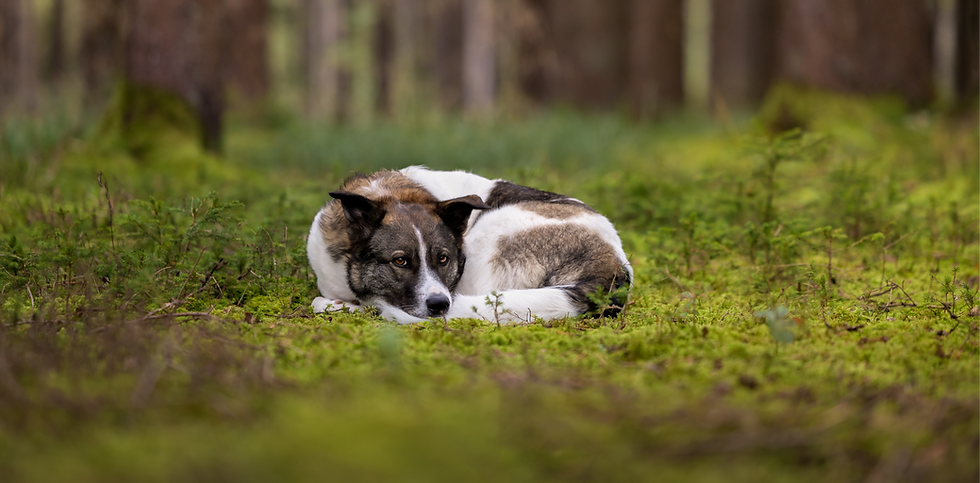 Hund zusammengerollt in einem Moosbett im Wald
