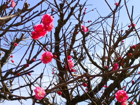 突然やってきた春の訪れ🌸