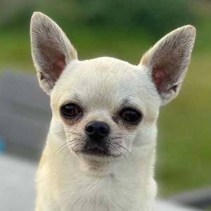 Kolibri Mini Dogs A Little Cosmonaut