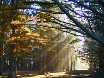 A quiet woodland path curves through soft green foliage toward warm morning light.