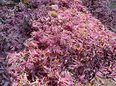 Sakura Marc-Henri Arfeux