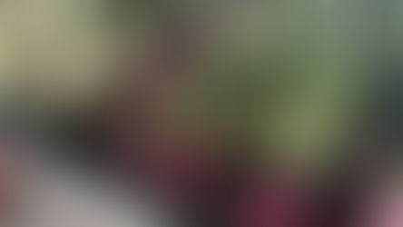 Eye-level view of fresh vegetables growing in neat rows at Boyette Farms