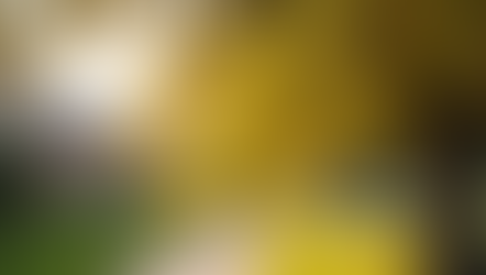     Tree pollen in Wesley Chapel FL during early allergy season