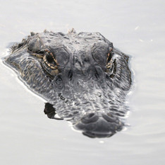 AIRBOAT ADVENTURES