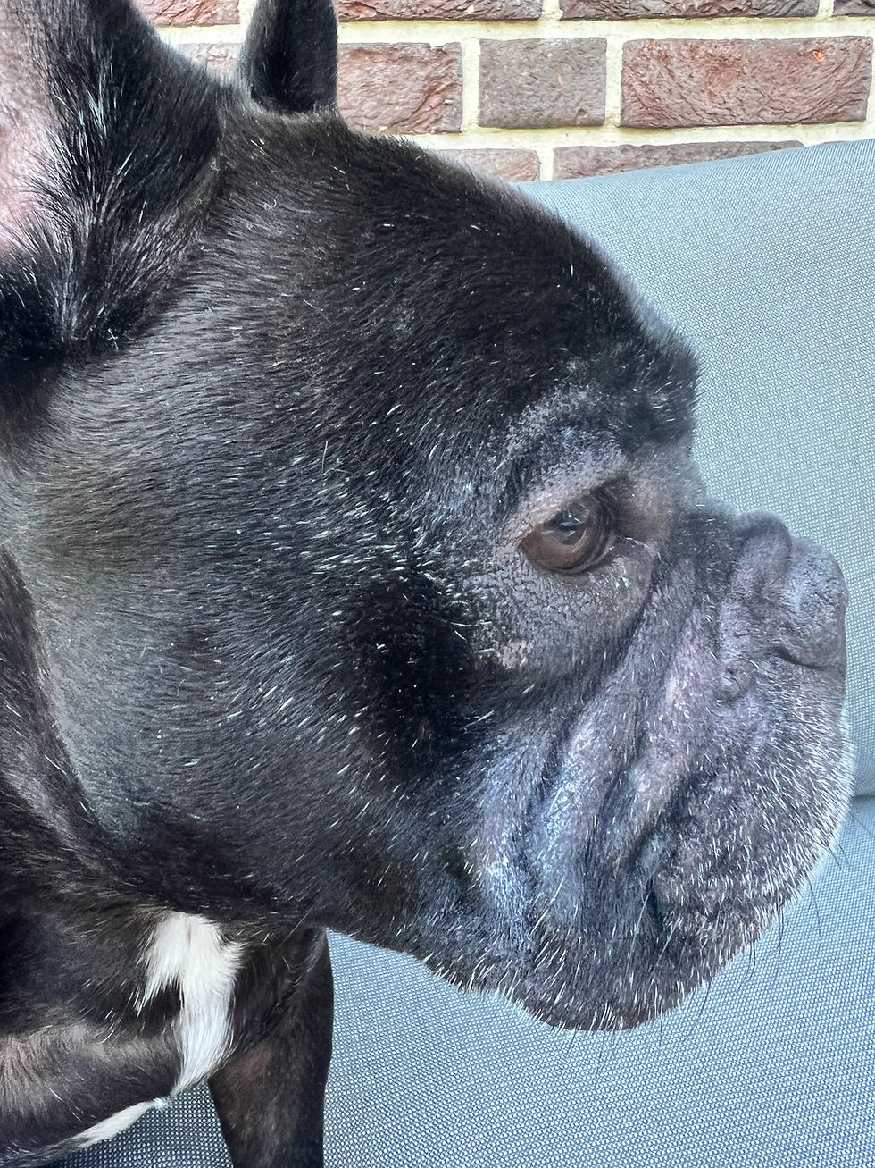 Aloe Vera für Hunde – Natürliche Hilfe für Haut, Bauch & Immunsystem