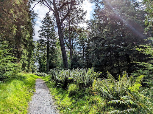 A beautiful green forest of pines and ferns with sunlight streaking through the branches on a Summers morning.