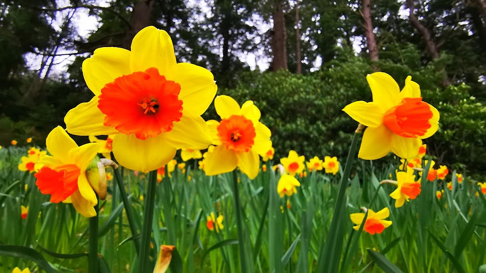 Spring daffodils at Cragside Estate in Rothbury
