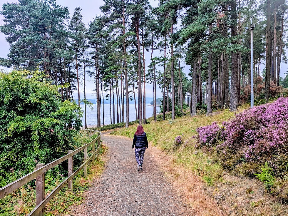 Woman walks down a gravel path through pine woods toward a calm lake, with purple heather and a wooden fence along the trail.