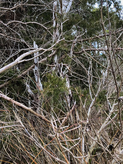 a bush on the beach.