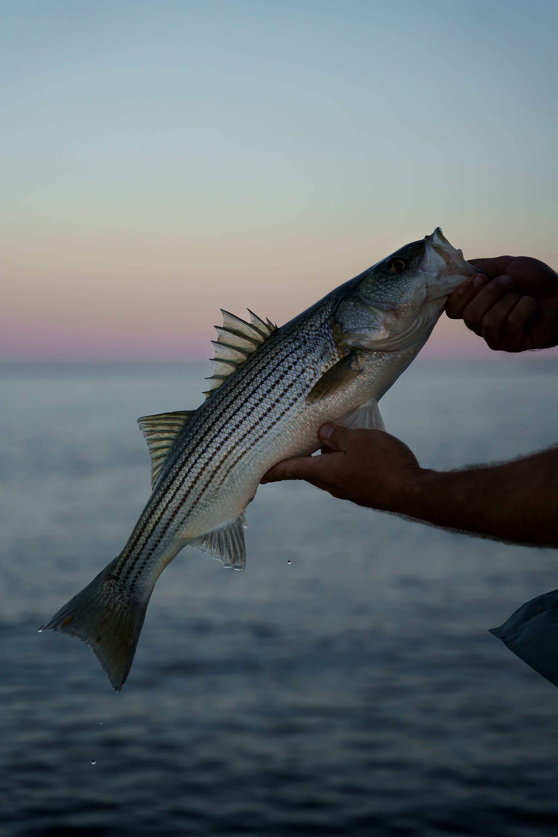 a fisherman holding a rockfish.