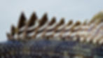 A close up of a Black Sea bass fin.