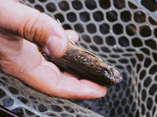 FIVE INCHES FOREVER: THE SMALL FISH THAT LEFT A BIG MARK