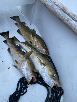 fisketur