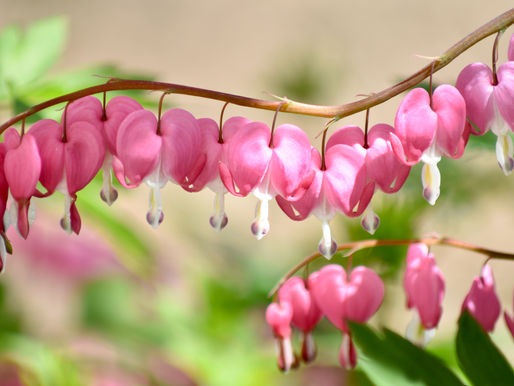 Happy Valentine’s Day!