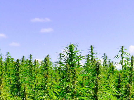 Farmers consider hemp for crop to replace tobacco
