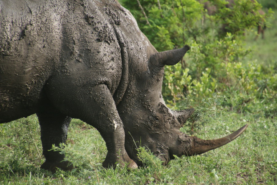 Breitmaulnashorn beim Grasen, bei Pirschfahrt aus nächster Nähe beobachtet auf der Great African Journey