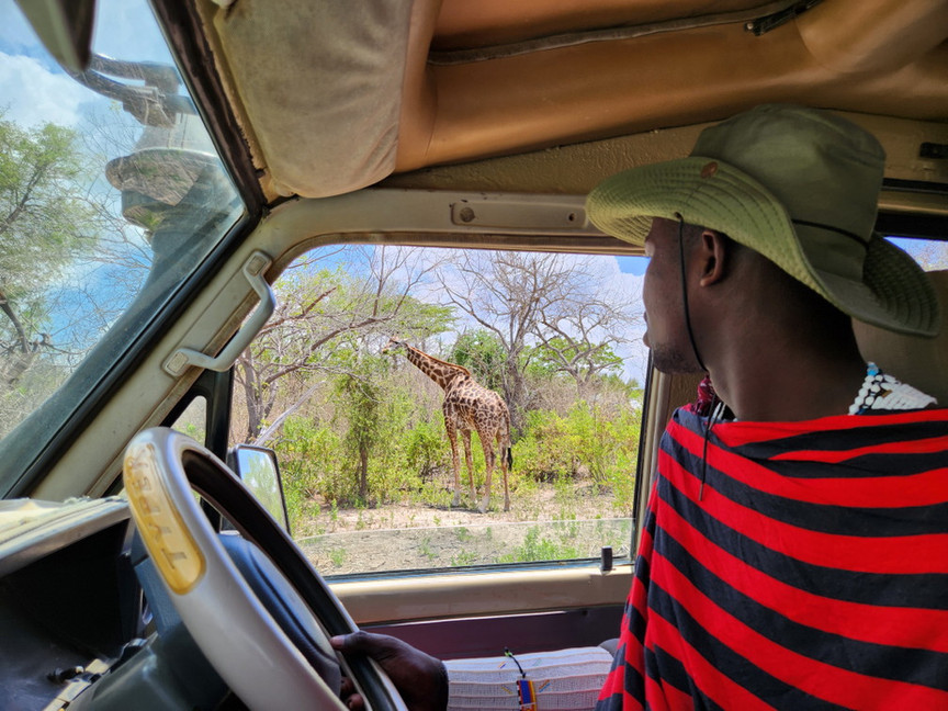 Pirschfahrt mit Masai im Nyerere Nationalpark, Tansania, und Beobachtung einer Giraffe aus dem Autofensters eines Geländewagen. 