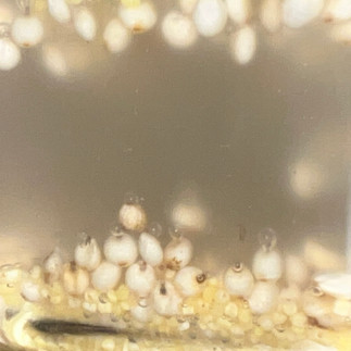 Close-up of soaking grains with subtle cloudiness forming in the water as fermentation begins.