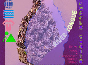 Purple Tangie cannabis strain flash card from Six Waters Cannabis Field Notes showing terpene profile and effects for the neurodivergent body