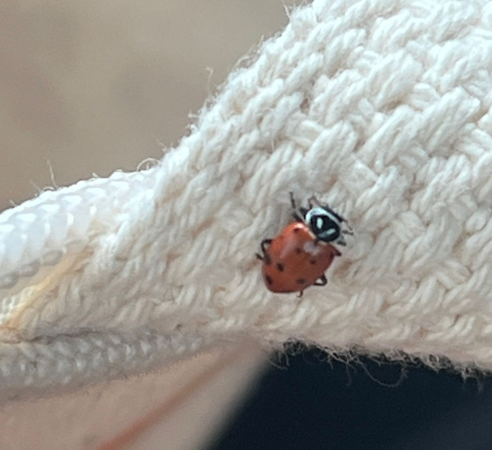  Close-up photograph of a small red ladybug climbing along the stitched edge of a cream-colored fabric bag, with the woven texture of the material filling the frame.
