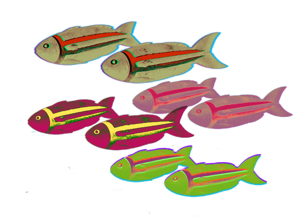 Cluster of small clay fish moving together, representing multiplicity, categories, and collective movement.