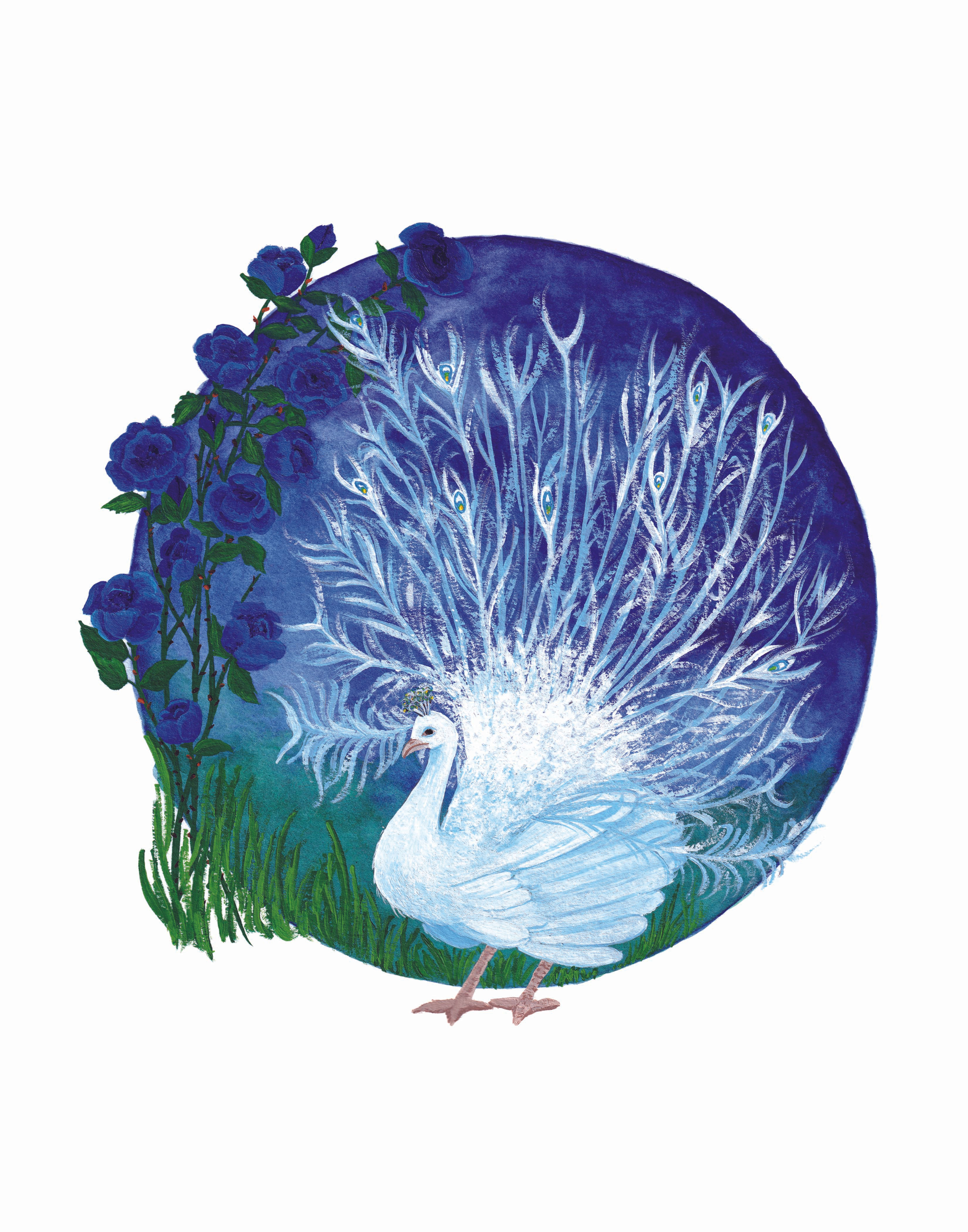 Affiche - Paon albinos