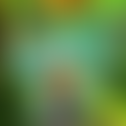 Pigeon Spins Folk: V-TRAIN