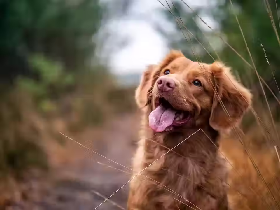 A happy pup sitting down for his picture to be taken in the middle of a wooded trail.