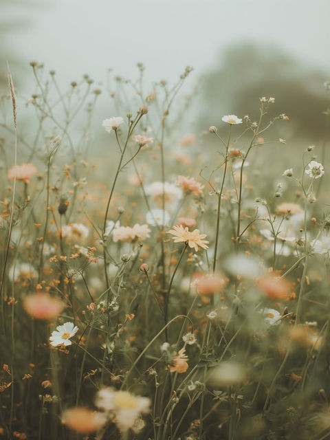 image of a field of flowers