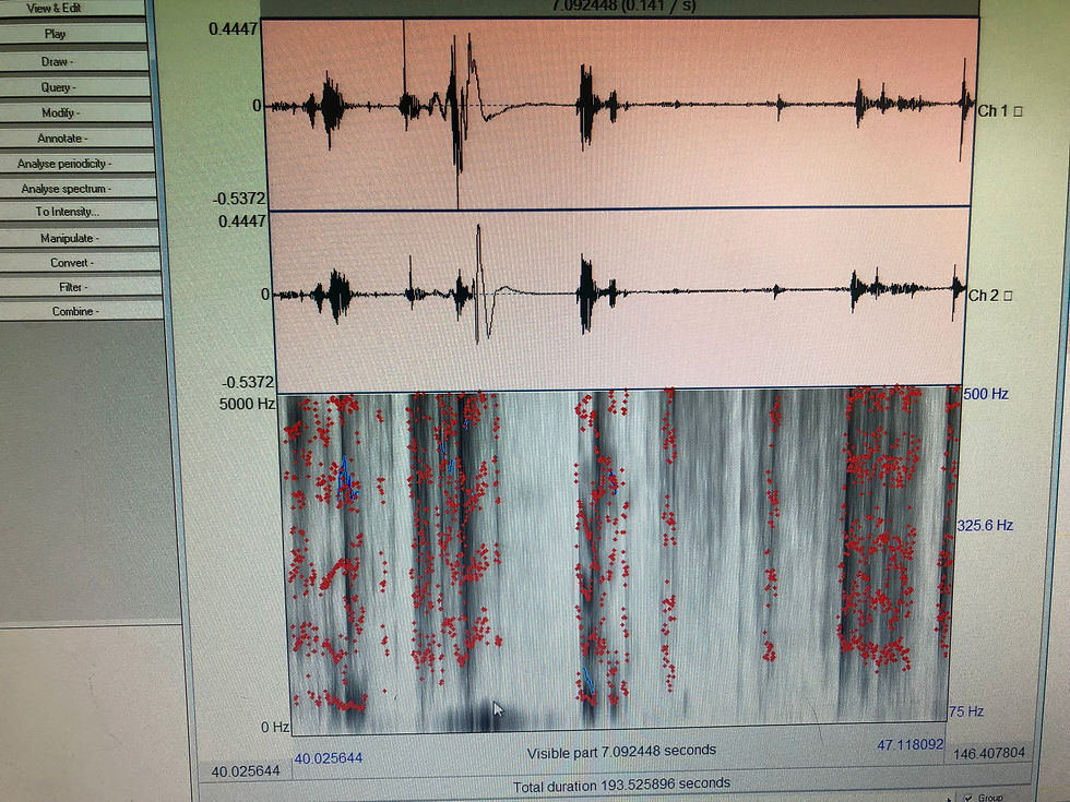 Praat Software - sonogram analysis