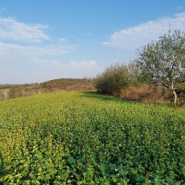 buckwheat cover crop orchard.jpg