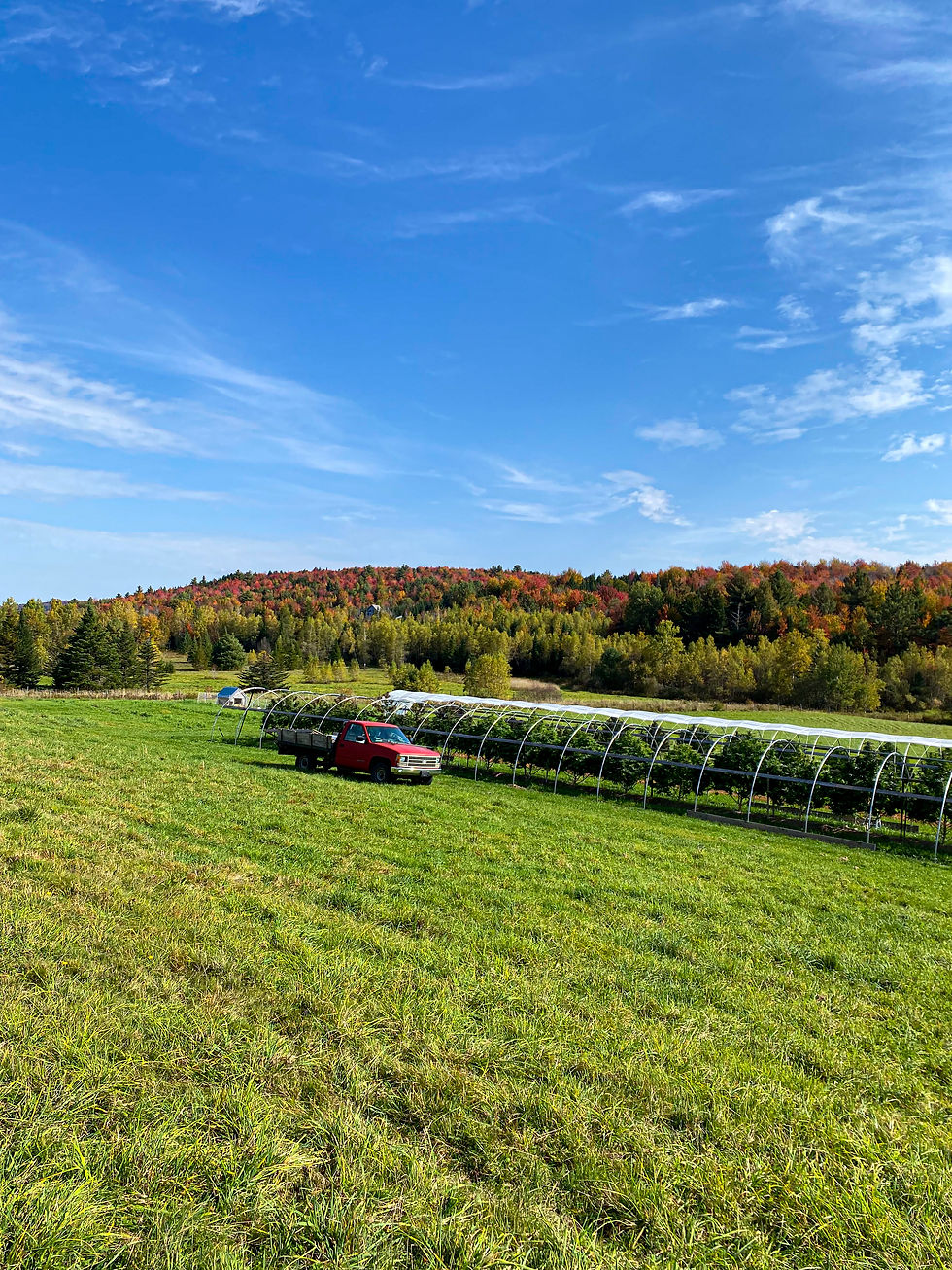 small farm VT leaves changing colors