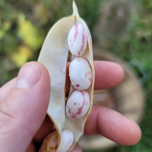 October beans.jpeg