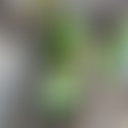 【長崎地域部会】長崎駅前高架広場アロマカーテン作戦