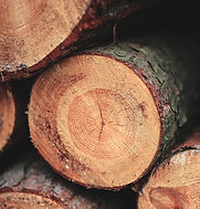 Closeup of freshly cut logs_edited.jpg