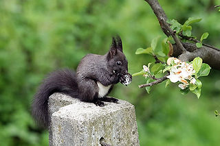 Natur Eichhörnchen