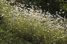 Wiese
