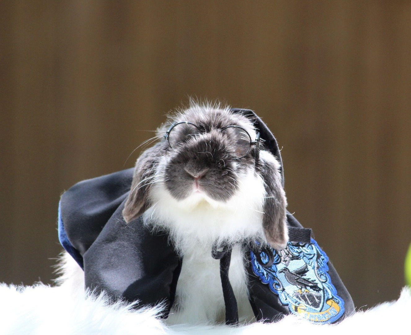 Rabbitclaw BLUE cloak Pawgwarts