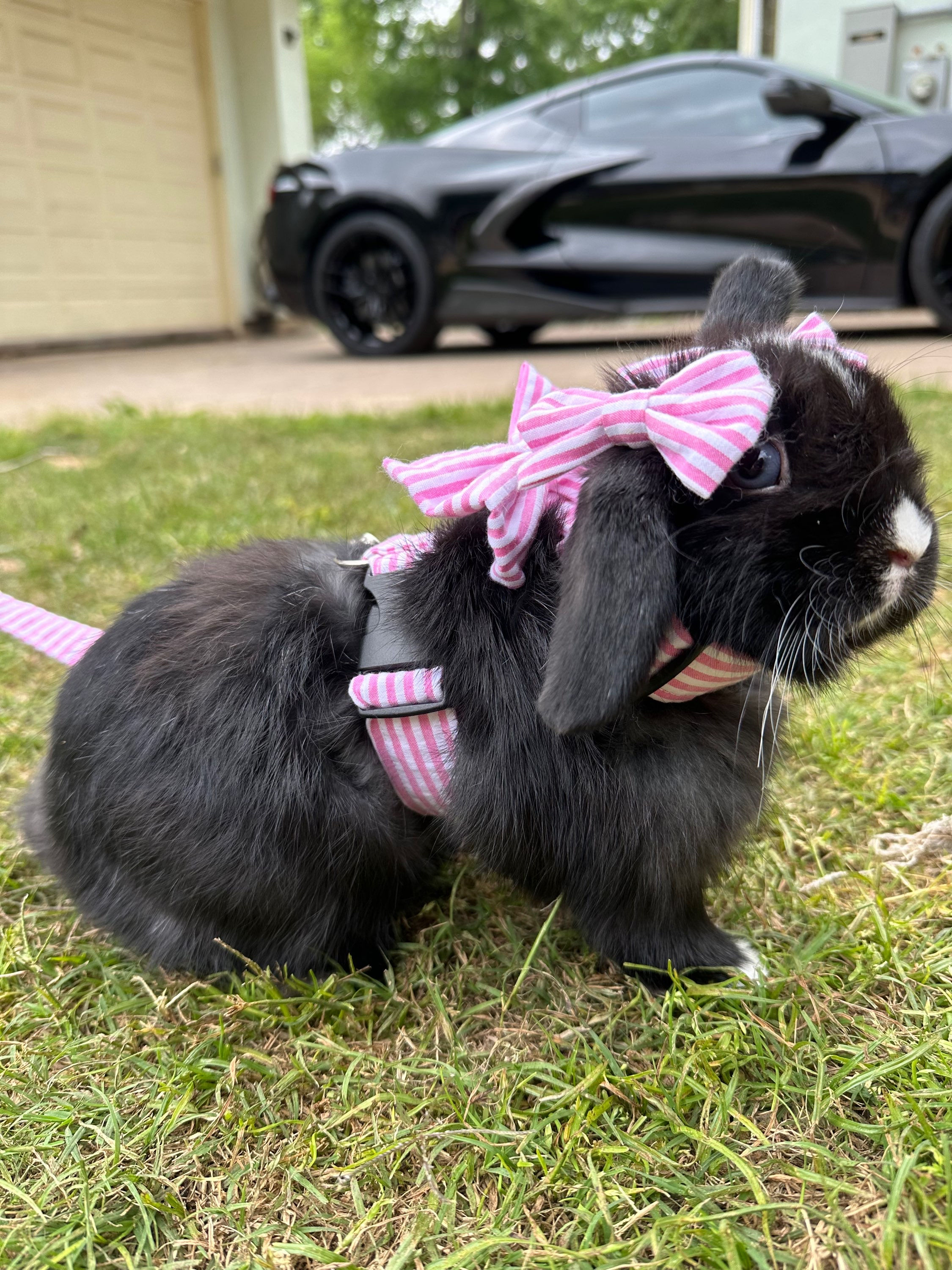 Lady Harness for bunnies