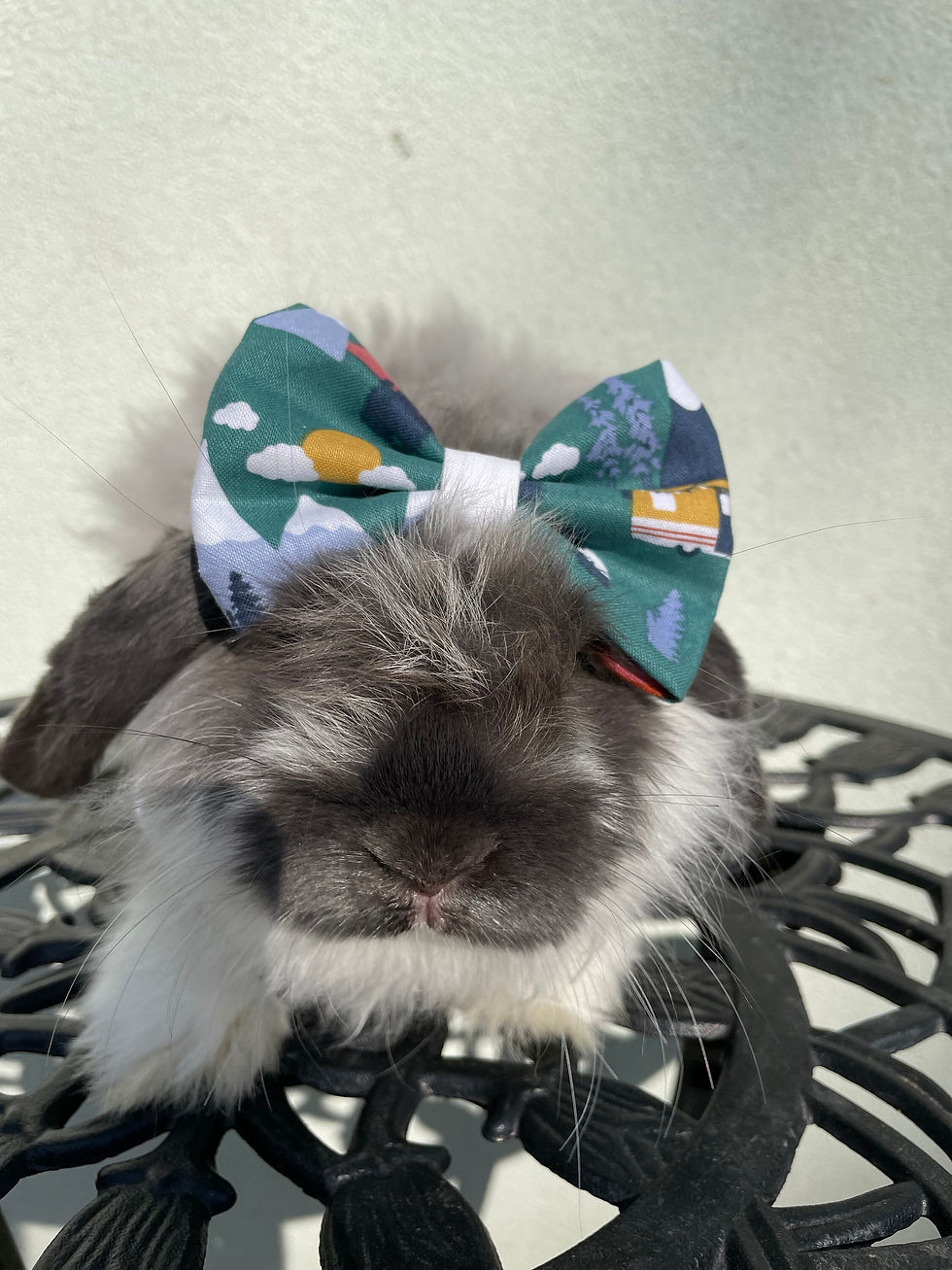 Hoppy Camper" Pet bow