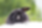Bunny Clubhouse.png (11).PNG