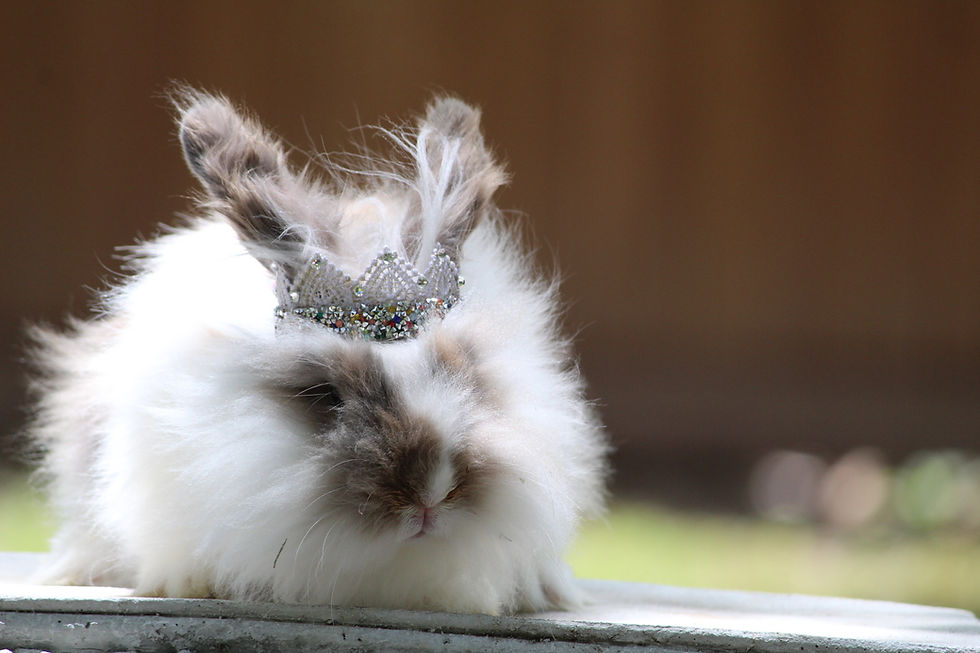 Thumbnail: Vogue Crown  For Bunny