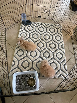 bunny housing set up indoors